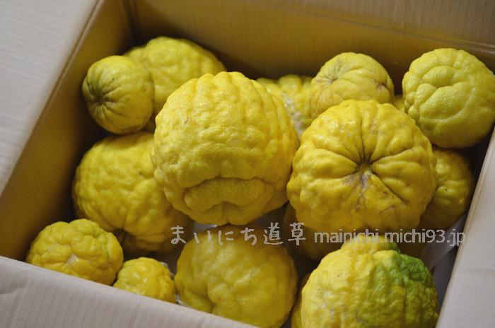 鬼柚子(獅子柚子)が届いた!