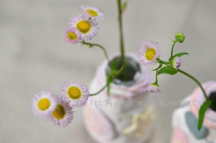 春の花「ハルジオン」