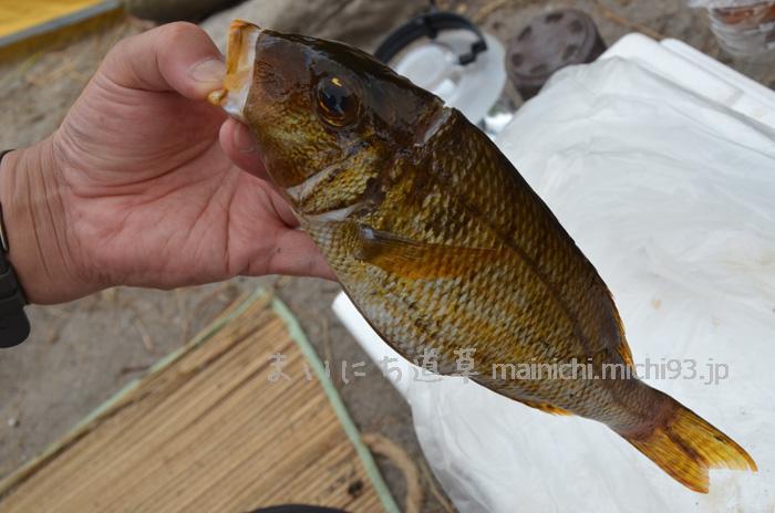 夫が突いてきた魚