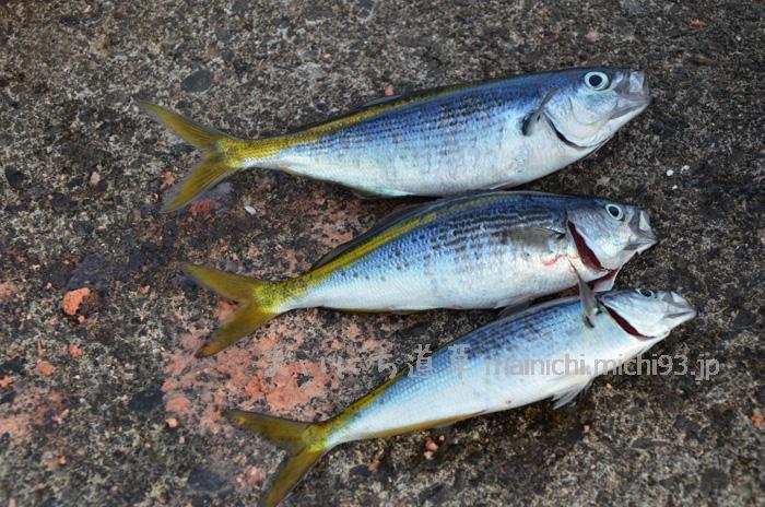 タカベが釣れました