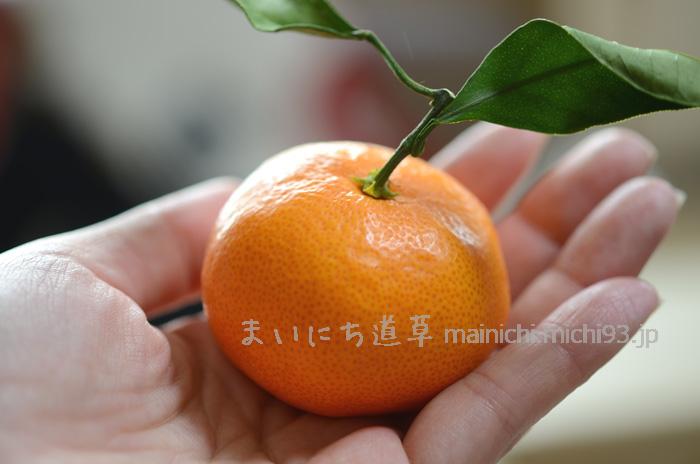 こぶりで皮の薄いみかん