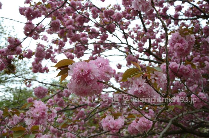 大室山の八重桜