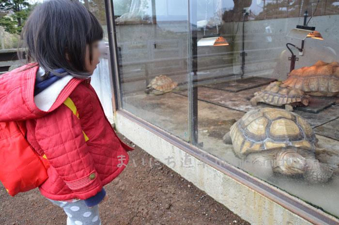 ケヅメリクガメ
