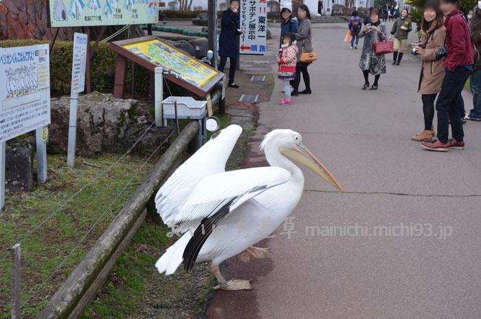 ペリカンが道に出てきた!