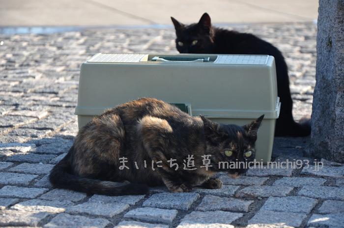 釣り場ねこ