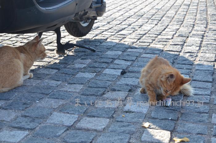 魚を食べる野良猫