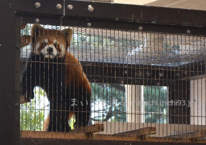レッサーパンダ