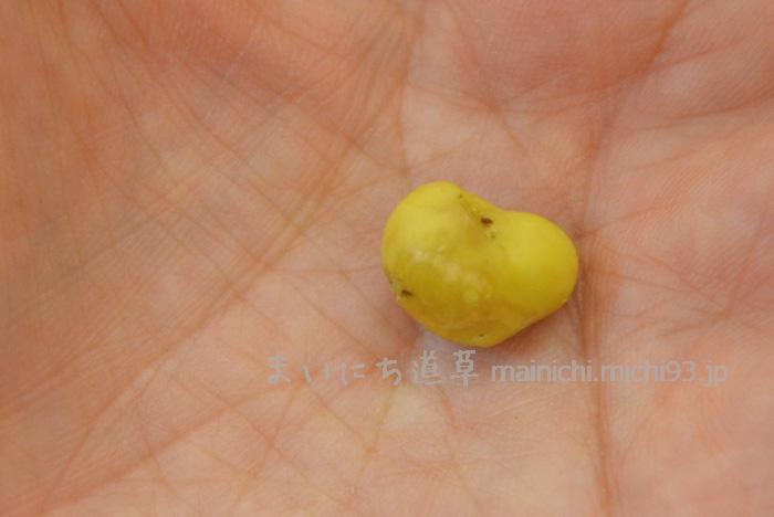 椿の実、殻の中身